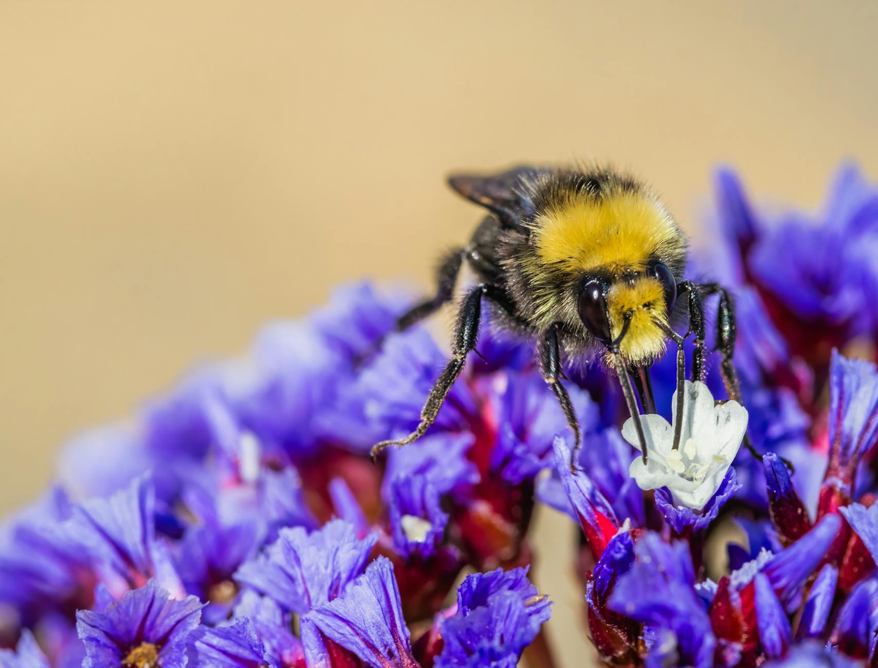Founder Log: March 21, 2026 – Beeeee Science!